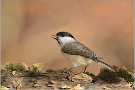 <p>SÝKORA LUŽNÍ (Parus montanus) --- /Willow tit - Weidenmeiase/</p>